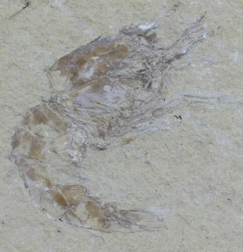 Cretaceous Fossil Shrimp - Lebanon #61542